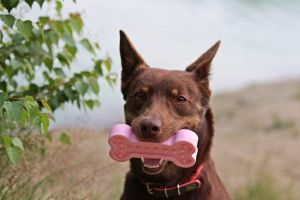 Eco friendly hračka pro psy plechovka růžová, 16cm/110g Pučálka