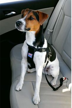Postroj pes Bezpečnostní do auta S Zolux Zolux S.A.S.