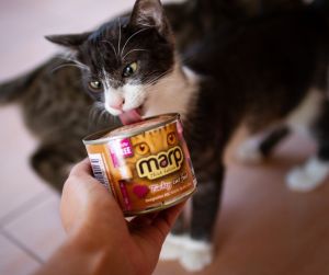 Marp Turkey konzerva pro kočky s krůtou 200g Marp Holistic