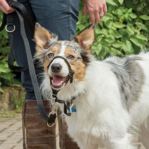 Halti Originál výcviková ohlávka 1 pro psa Animals